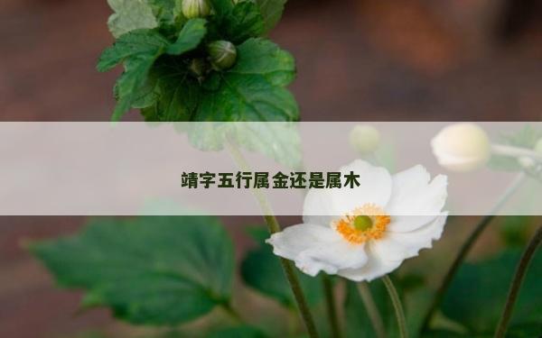靖字五行屬金還是屬木