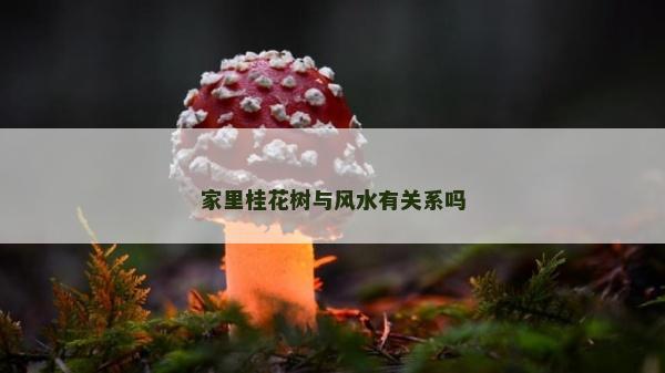家里桂花樹與風水有關系嗎