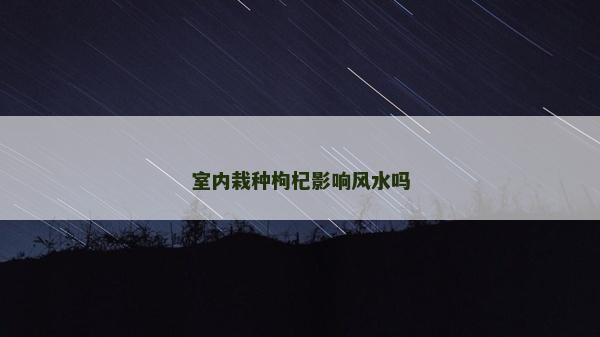 室內栽種枸杞影響風水嗎