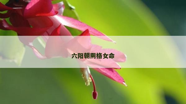 六陽朝陰格女命