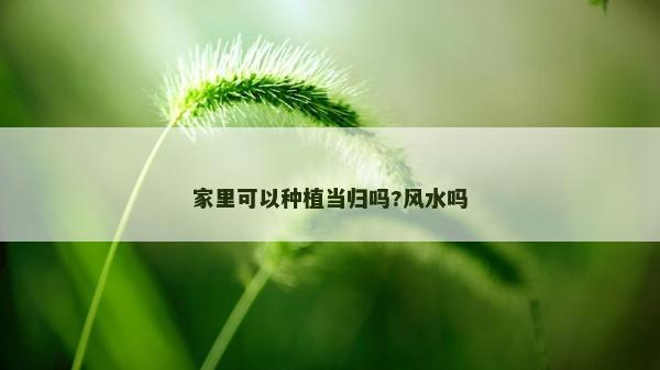 家里可以種植當歸嗎?風水嗎