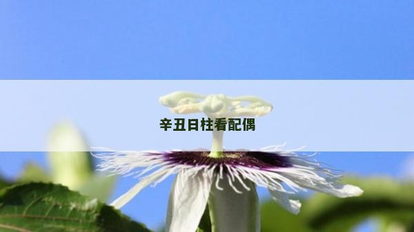 辛丑日柱看配偶