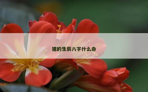 豬的生辰八字什么命