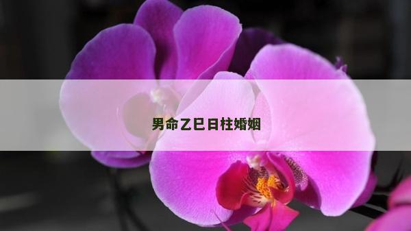 男命乙巳日柱婚姻