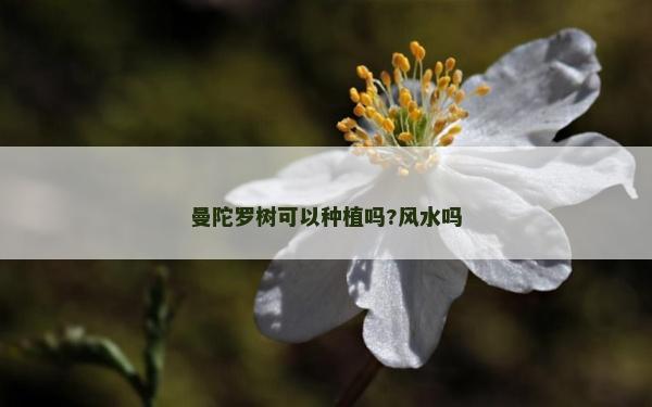 曼陀羅樹可以種植嗎?風水嗎