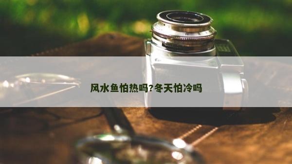 風(fēng)水魚(yú)怕熱嗎?冬天怕冷嗎