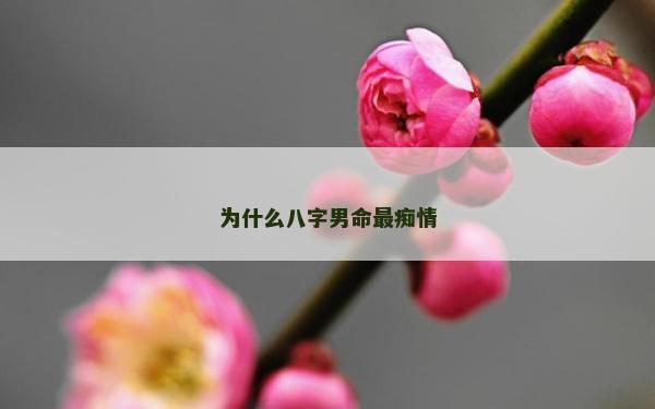 為什么八字男命最癡情