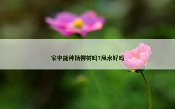 家中能種楊柳樹嗎?風(fēng)水好嗎