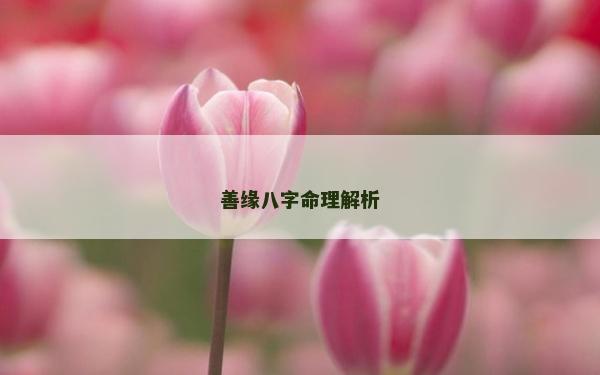 善緣八字命理解析