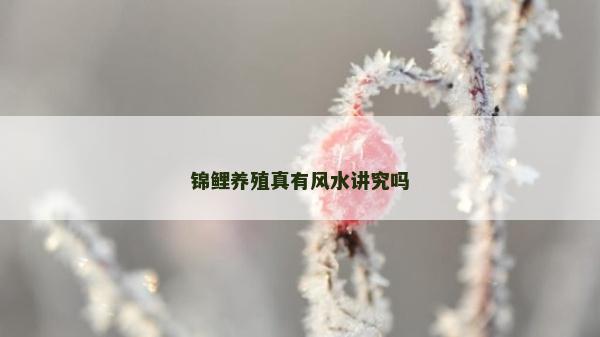 錦鯉養殖真有風水講究嗎