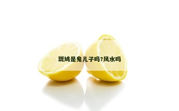 斑鳩是鬼兒子嗎?風水嗎