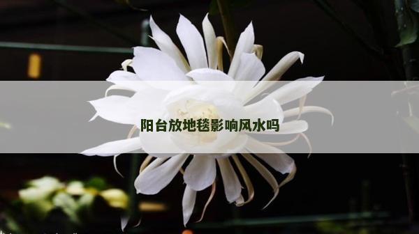 陽臺放地毯影響風(fēng)水嗎