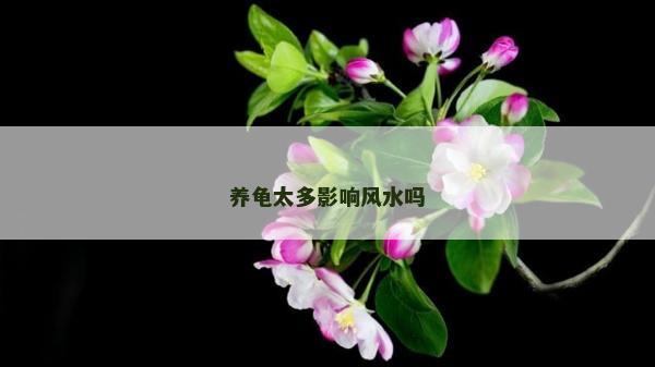 養龜太多影響風水嗎