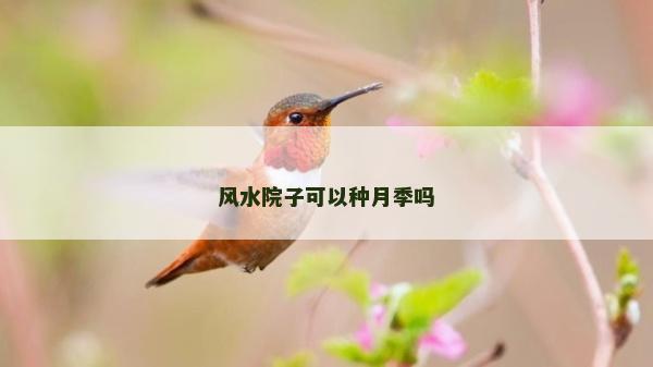 風水院子可以種月季嗎