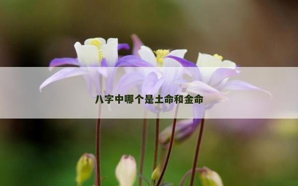 八字中哪個是土命和金命