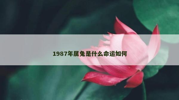 1987年屬兔是什么命運如何