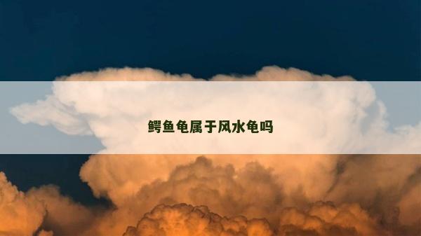 鱷魚龜屬于風水龜嗎