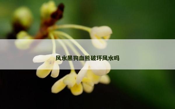 風水黑狗血熊破壞風水嗎