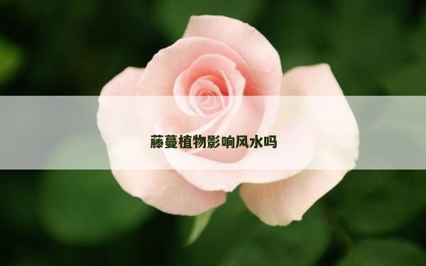 藤蔓植物影響風(fēng)水嗎