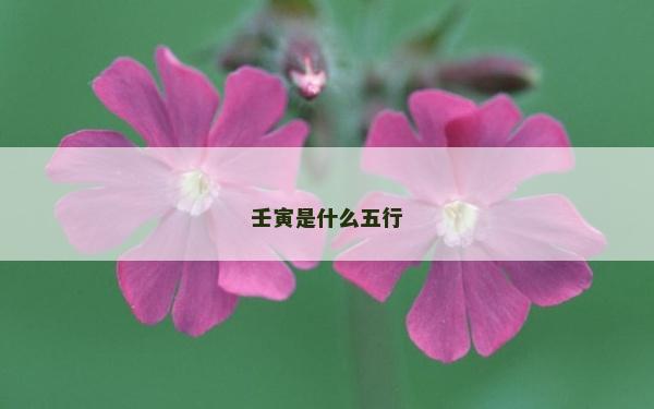 壬寅是什么五行