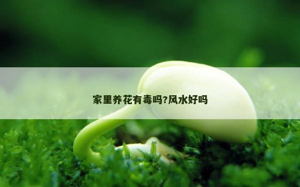 家里養花有毒嗎?風水好嗎