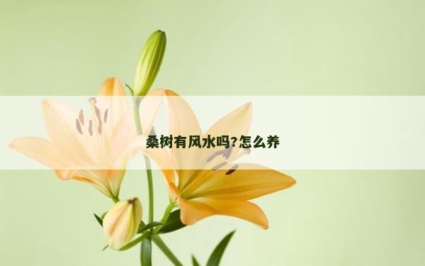 桑樹有風水嗎?怎么養(yǎng)