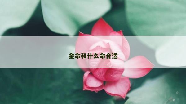 金命和什么命合適