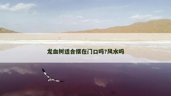 龍血樹適合擺在門口嗎?風水嗎