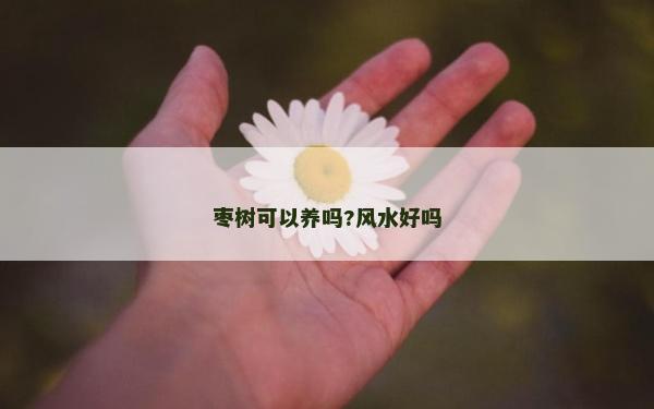 棗樹可以養(yǎng)嗎?風水好嗎