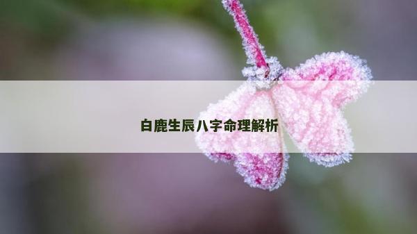 白鹿生辰八字命理解析