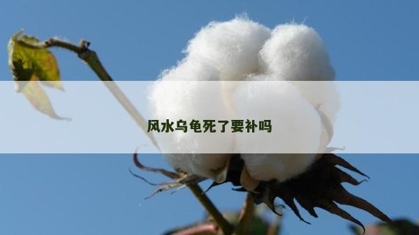 風(fēng)水烏龜死了要補(bǔ)嗎