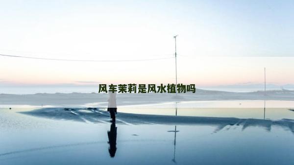 風(fēng)車茉莉是風(fēng)水植物嗎