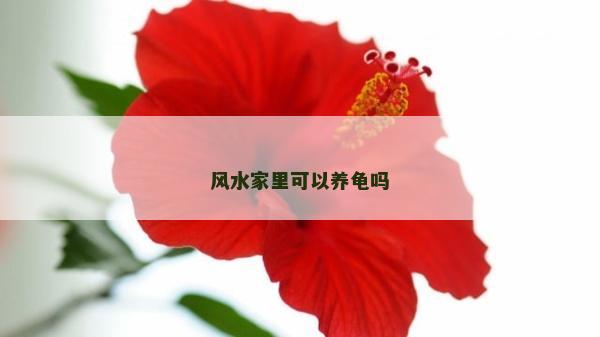 風水家里可以養龜嗎