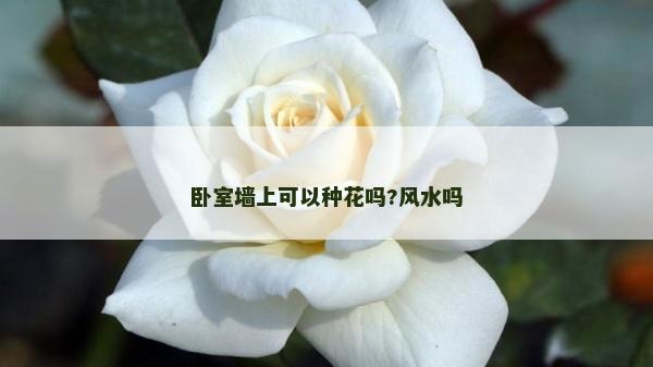 臥室墻上可以種花嗎?風水嗎 臥室墻上可以種花嗎?風水嗎