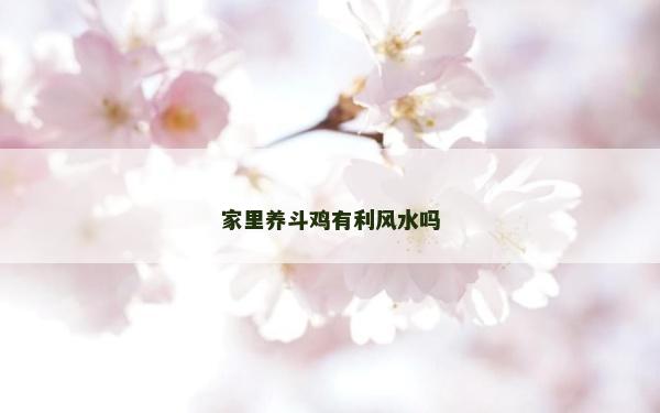 家里養(yǎng)斗雞有利風(fēng)水嗎