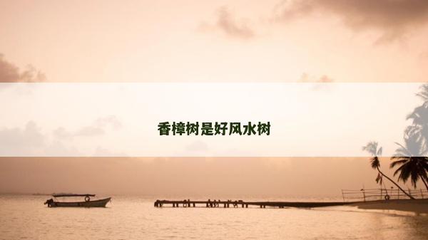 香樟樹是好風水樹