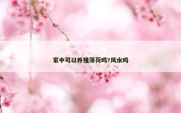家中可以養(yǎng)殖薄荷嗎?風水嗎