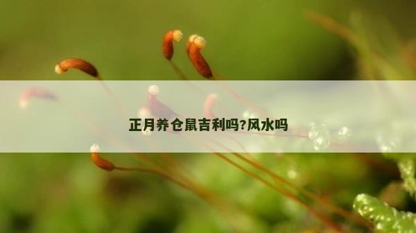 正月養倉鼠吉利嗎?風水嗎