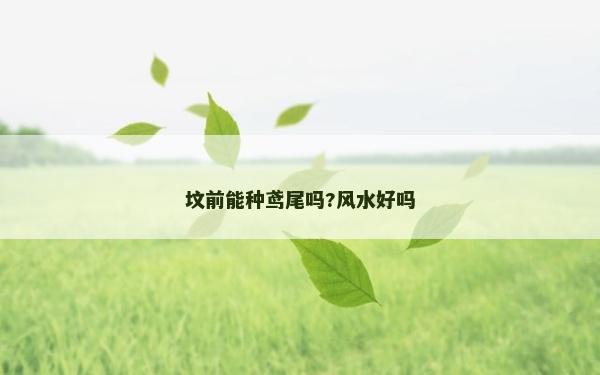墳前能種鳶尾嗎?風水好嗎