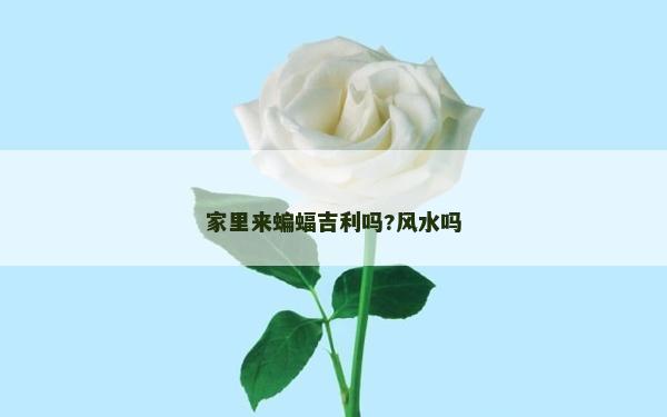 家里來蝙蝠吉利嗎?風水嗎
