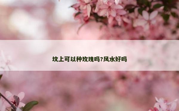 墳上可以種玫瑰嗎?風(fēng)水好嗎
