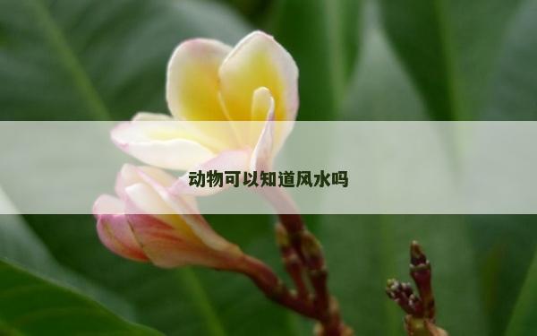 動(dòng)物可以知道風(fēng)水嗎
