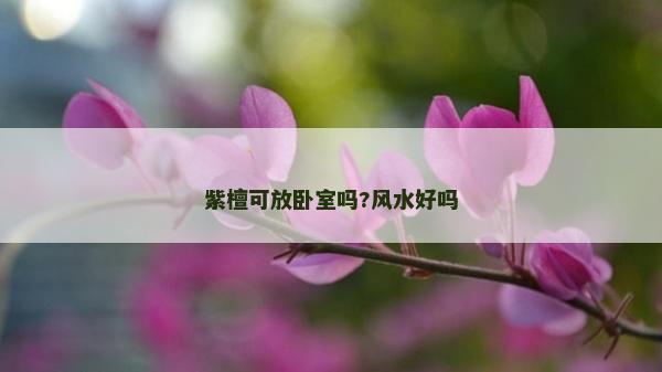 紫檀可放臥室嗎?風(fēng)水好嗎