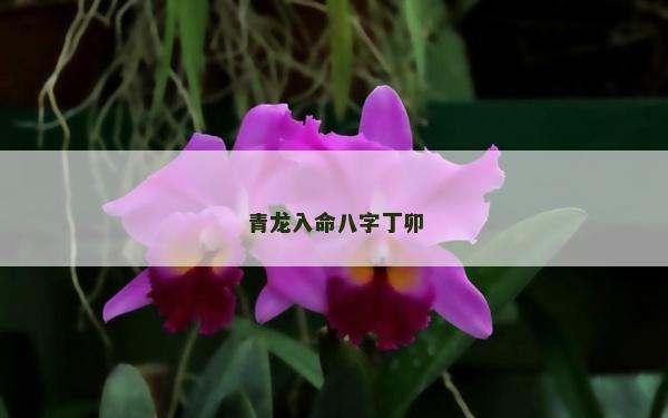 青龍入命八字丁卯