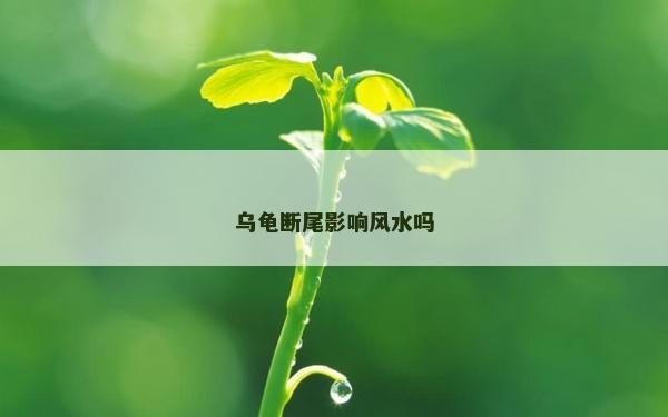 烏龜斷尾影響風水嗎