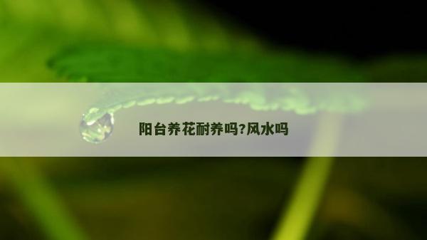 陽臺養花耐養嗎?風水嗎