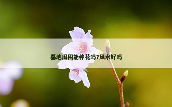 墓地周圍能種花嗎?風(fēng)水好嗎