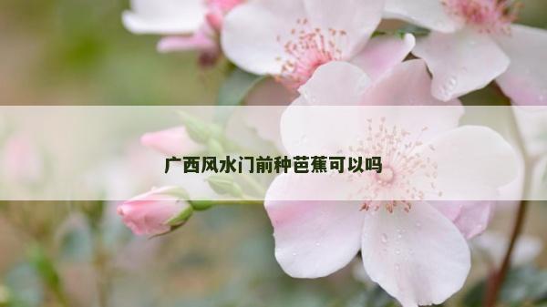 廣西風水門前種芭蕉可以嗎 廣西風水門前種芭蕉可以嗎