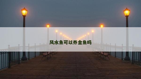 風水魚可以養金魚嗎