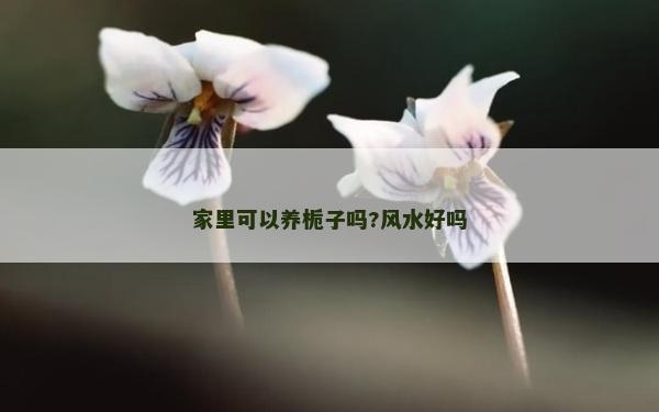 家里可以養梔子嗎?風水好嗎